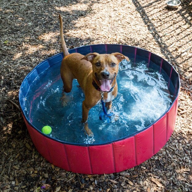 مراقبت از سگ