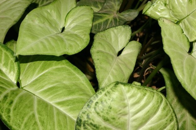 نگهداری گیاهان 2