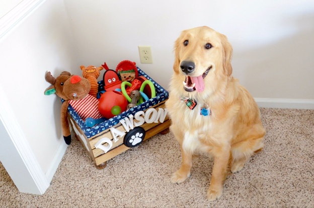 بهترین اسباب بازیهای سگ برای آموزش و سرگرمی