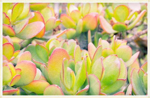 راهنمای نگهداری از گل یشم