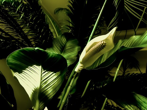 شته بدترین بلای گیاهان آپارتمانی و گلهای باغچه