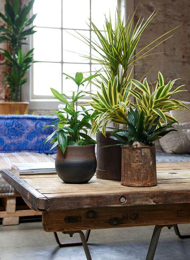 مراقبت از گل و گیاه 1