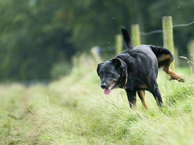 نگهداری از توله سگ