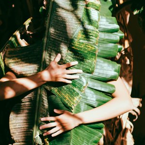 راهنمای نگهداری از گل سنجاق: انجیر گریان در خانه Ficus Benjamina