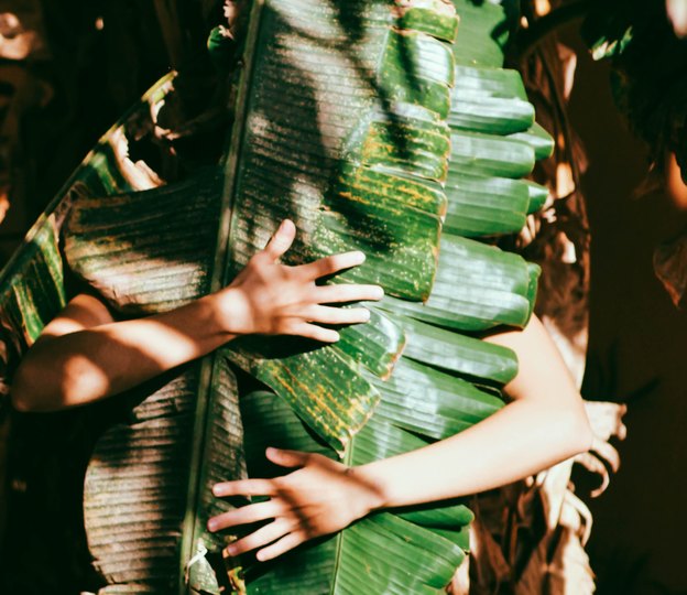 راهنمای نگهداری از گل سنجاق: انجیر گریان در خانه Ficus Benjamina