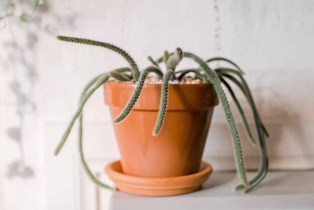 کاکتوس دم‌موشی