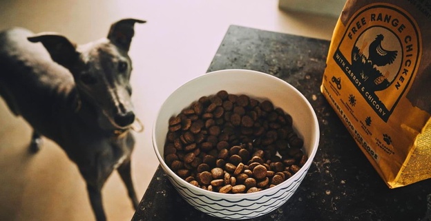 چگونه سگ خود را به غذای خشک عادت دهیم؟ روشهای موثر در عادت دادن سگ به غذای خشک