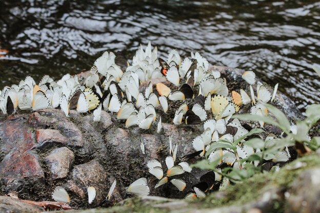 روش هایی برای مبارزه با موریانه ها