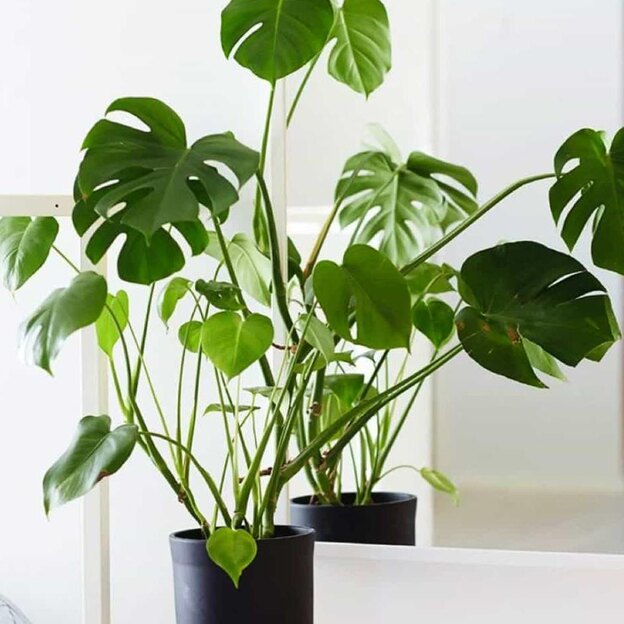 نگهداری گیاهان 3