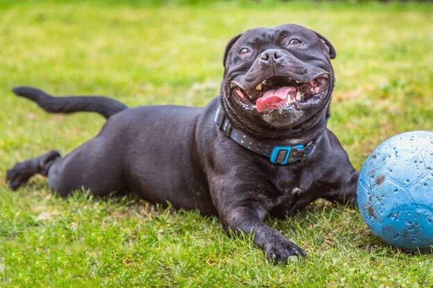  کک روی بدن سگ ها 2