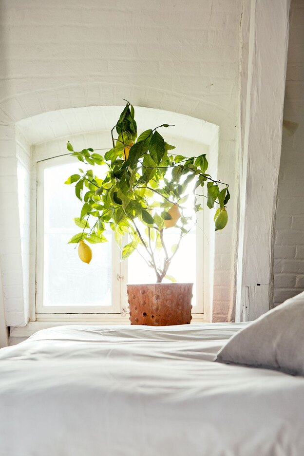 درختچه های آپارتمانی