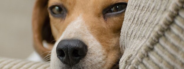 واکسیناسیون سگ ها 2