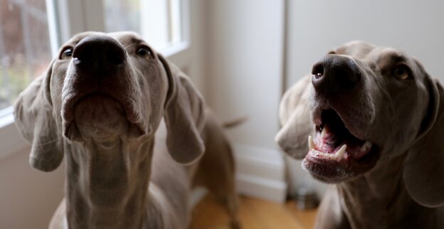 آیا سگ ها ما را می فهمند؟