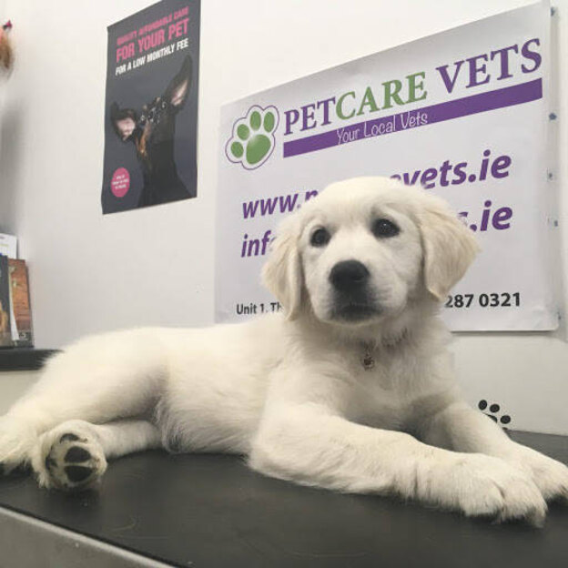 واکسیناسیون سگ ها 2