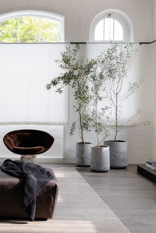 درختچه های آپارتمانی