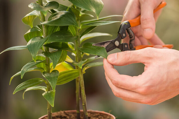 راز نگهداری گلهای آپارتمانی