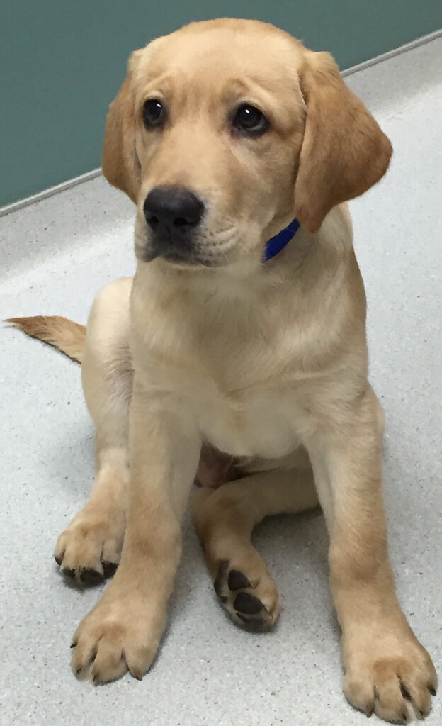 واکسیناسیون سگ ها