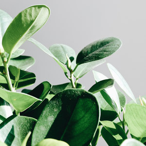 پرورش و قلمه زنی انواع فیکوس 