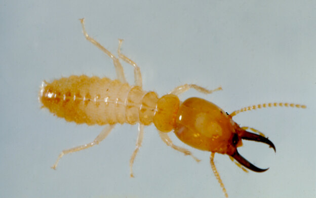 حشرات خانگی با عکس