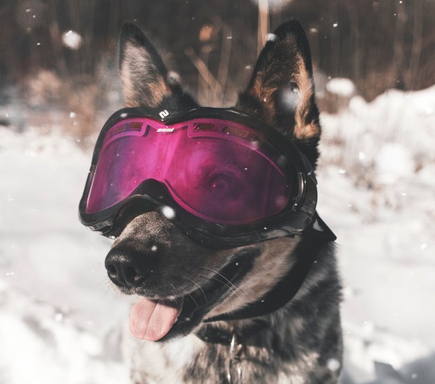 چیزهایی هست که «فقط» سگ دارها می دانند