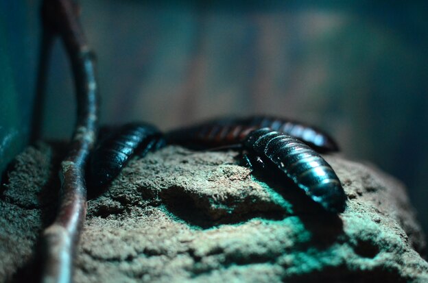 چرا سوسک ها نمی میرند؟