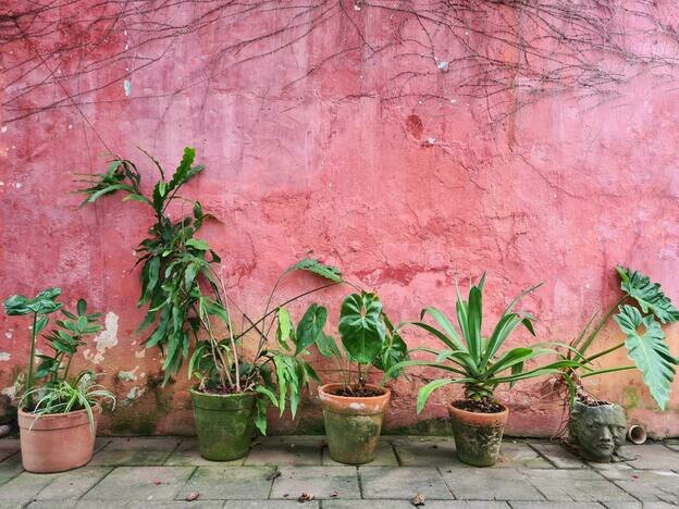 بهترین گیاهان خانگی آویز برای افراد تازه کار که نگهداری از آنها سخت نیست