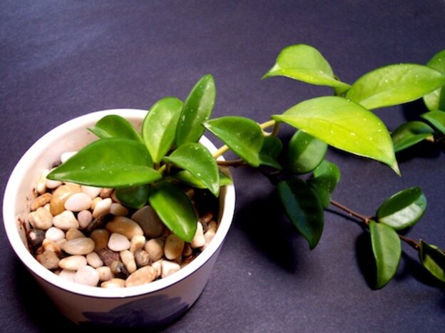 نگهداری گیاهان 1