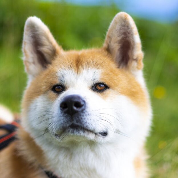 نژادهای سگ گرگی 11