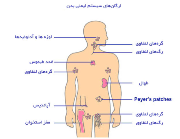 نقشه سیستم ایمنی بدن و اجزای و ارگان ها