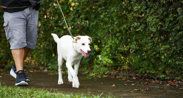 نگهداری از سگ 