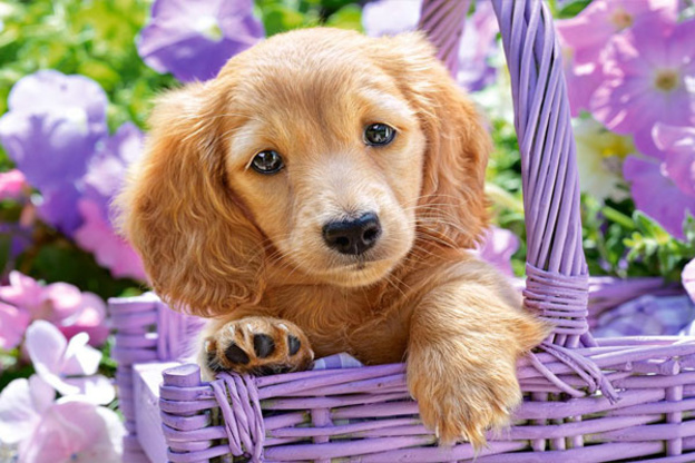 آموزش کاهش پارس کردن و بهبود رفتار سگ