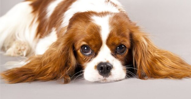 بهترین نژاد سگ 5