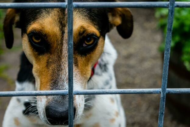 همه کارهایی که پیش از عقیم سازی سگ ها باید انجام دهید