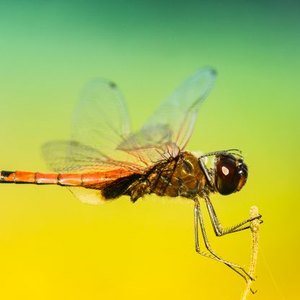 ۱۰ راهکار عالی برای دفع حشرات خانگی