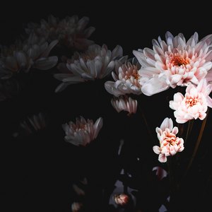 شناسایی حشرات ریز سیاه خانه