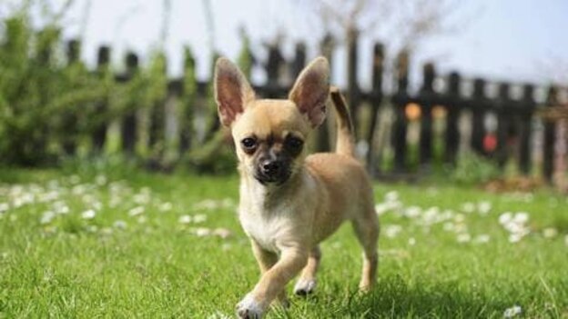 نژاد سگ کوچک