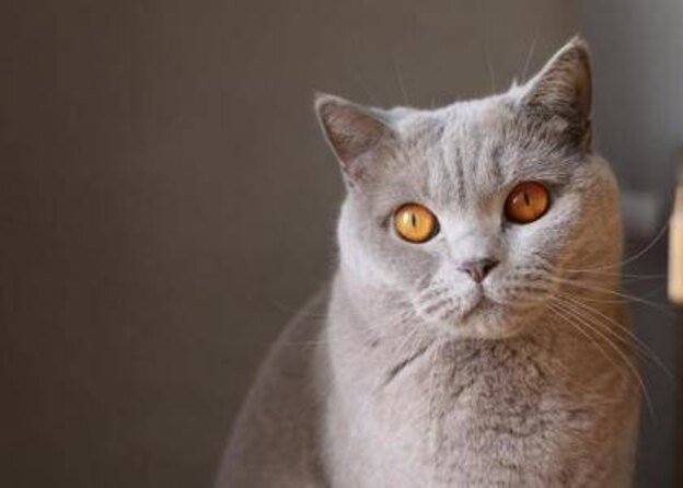 واکسیناسیون گربه ها 2