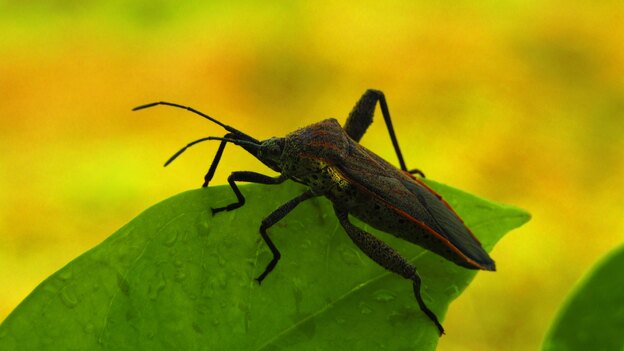 چگونه در فصل تابستان خانه خود را از شر حشرات ایمن نگه داریم؟