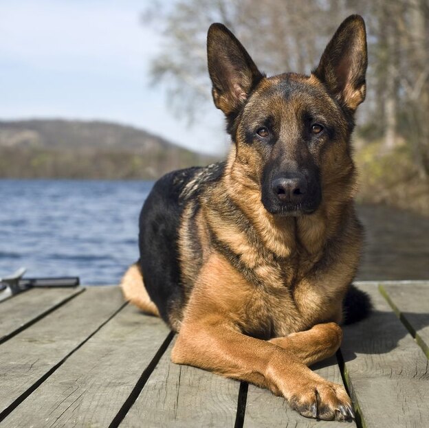 نژادهای سگ گرگی 13