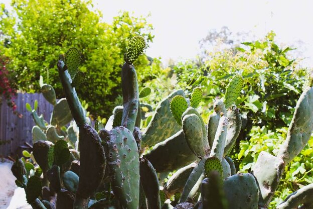 معرفی ۷ کاکتوس آپارتمانی و راهنمای نگهداری از کاکتوس در خانه