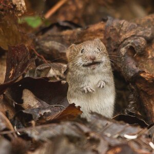 موش در خانه چقدر خرابکاری می کند؟