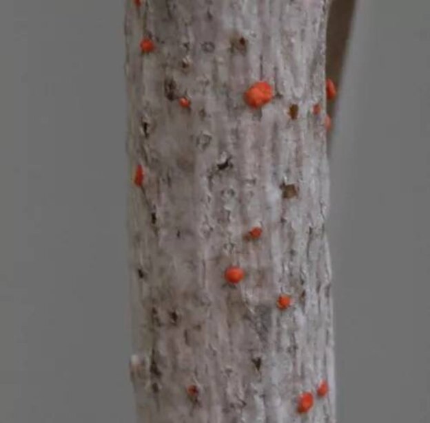 آفت سفید یا شپشک آردی 1