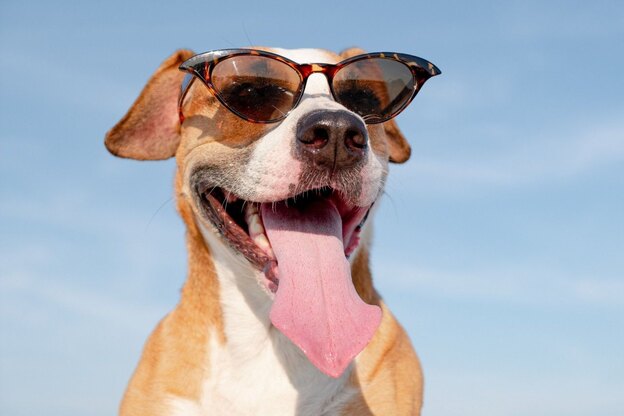 نگهداری از حیوانات