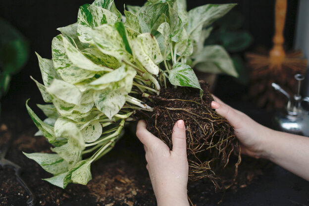 راهنمای کامل نگهداری از پتوس