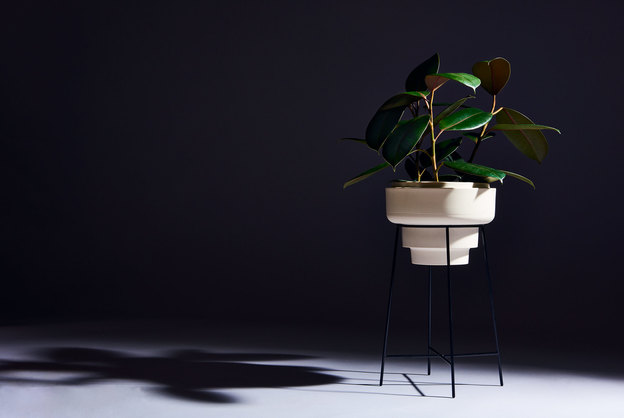 مراقبت از فیکوس در زمستان