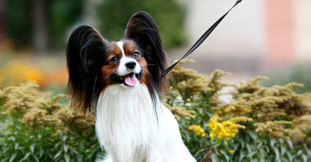 بهترین نژاد سگ 4