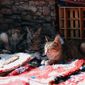 راهنمای کامل قالیشویی و کفسابی