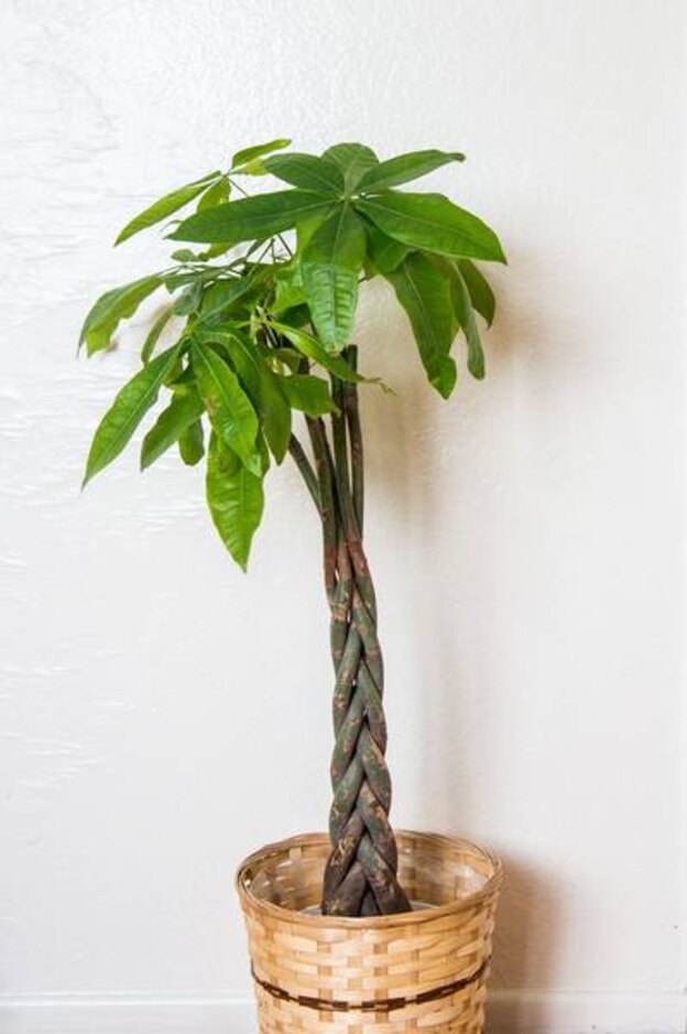 درختچه های آپارتمانی 9