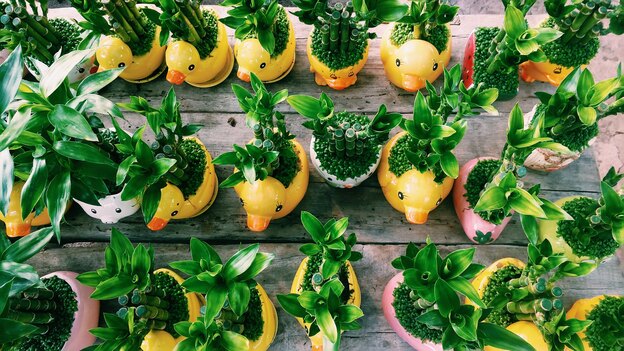 نگهداری از گیاهان آپارتمانی عجیب و غریب