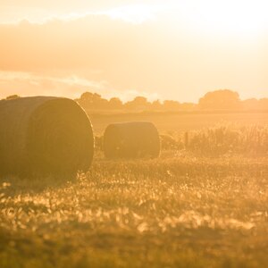 سمپاشی منازل در تابستان: پشه